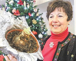 William D. Lewis | The Vindicator: 
Bev Muresan, a member of Mignonette Garden Club, plants
amaryllis bulbs each year and shares them with residents at area nursing homes.