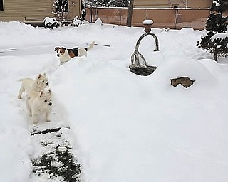 You know you love your dogs when you are willing to shovel a path for them in the grass! Marianne Bernard's three dogs, Boo, Biddy and Banjo wait until she shovels around the whole yard so that they don't have to get stuck in the snow. Bernard lives in Youngstown.