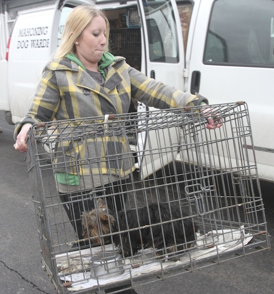 Kayley Frost carries 1 of the 105 dogs confiscated during the raid of Terri Wylie's Smith Township property Jan. 17, 2014. 