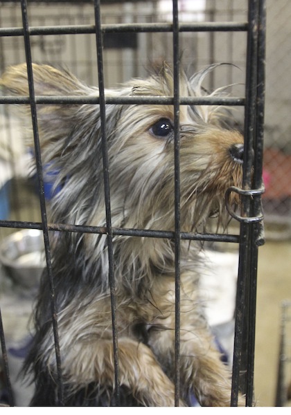 One of the 105 dogs confiscated during the Jan. 17, 2014, raid at Terri Wylie's Smith Township property.