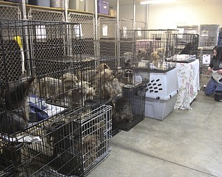 Some of the 105 dogs confiscated during the Jan. 17, 29014, raid at Terri Wylie's Smith Township property.
