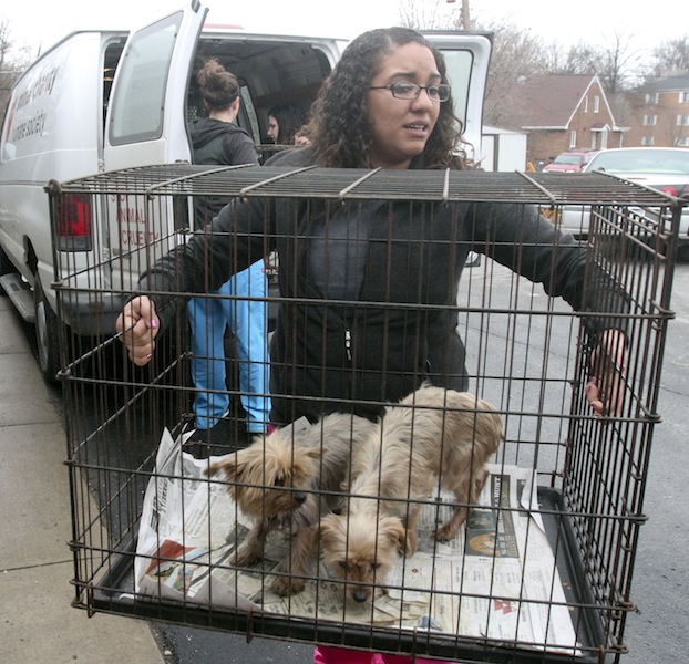 Animal Charity office manager Shalyses Bolash carries 2 of the 105 dogs confiscated during a raid at a Smith Township Benton home Jan. 17, 2014.