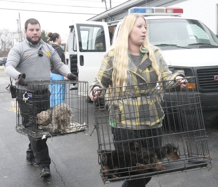 Kevin Hallquist, deputy dog warden, and Kayley Frost  of Animal Charity carry some of the 105 dogs confiscated during the Jan. 17, 2014, raid at Terri Wylie's Smith Township property.