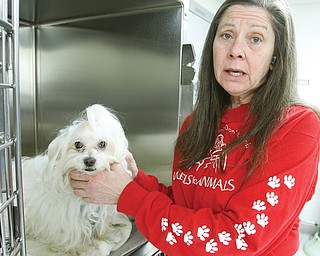 Diane Less, a co-founder of Angels for Animals in Beaver Township, comforts a Maltese mix after the dog underwent a spaying procedure. Angels for Animals is promoting Ban the Big Bellies 5, a World Spay Day event that offers low-cost procedures for pet owners who meet guidelines and others with financial need. 