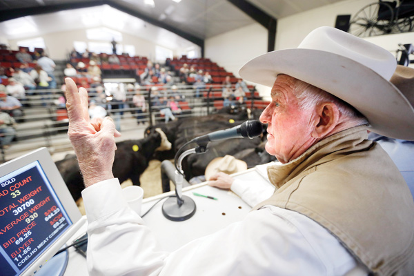 Jim Warren, owner of 101 Livestock Market, conducts a cattle auction in Aromas, Calif. California’s worsening drought is forcing many ranchers to sell their cattle and other livestock because their pastures are too dry to feed them, and hay is too expensive to buy.
