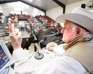 Jim Warren, owner of 101 Livestock Market, conducts a cattle auction in Aromas, Calif. California’s worsening drought is forcing many ranchers to sell their cattle and other livestock because their pastures are too dry to feed them, and hay is too expensive to buy.