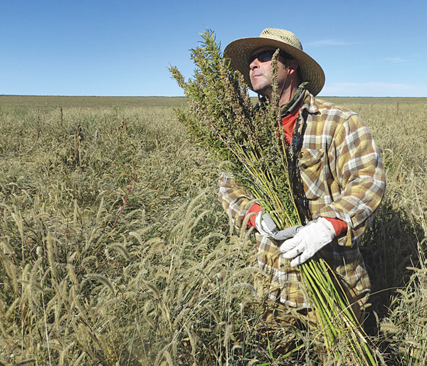 Hemp chef Derek Cross helps harvest hemp during the first known harvest of the plant in more than 60 years in Springfield, Colo. The federal farm-bill agreement reached Monday reverses decades of prohibition for hemp cultivation. Instead of requiring approval from federal drug authorities to cultivate the plant, the 10 states that have authorized hemp would be allowed to grow it in pilot projects or at colleges and universities for research.