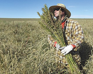Hemp chef Derek Cross helps harvest hemp during the first known harvest of the plant in more than 60 years in Springfield, Colo. The federal farm-bill agreement reached Monday reverses decades of prohibition for hemp cultivation. Instead of requiring approval from federal drug authorities to cultivate the plant, the 10 states that have authorized hemp would be allowed to grow it in pilot projects or at colleges and universities for research.