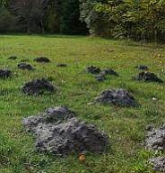 An example of mole damage.