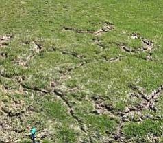 An example of vole damage.