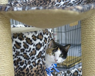 Kelli Cardinal/The Vindicator.Jenny, a Domestic Short Hair Calico, looks out from a cat tree Monday night at Second Chance Animal Rescue in Austintown. Jenny has been living at the rescue since March of last year.