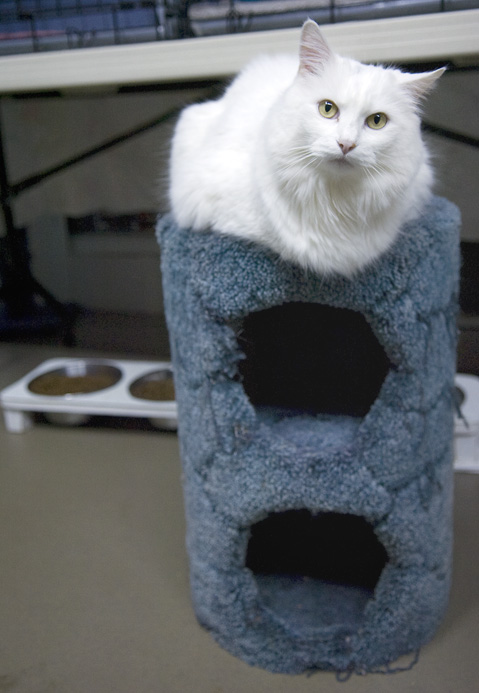Kelli Cardinal/The Vindicator.Priscilla, a white Manx, sits quietly Monday night at Second Chance Animal Rescue in Austintown.