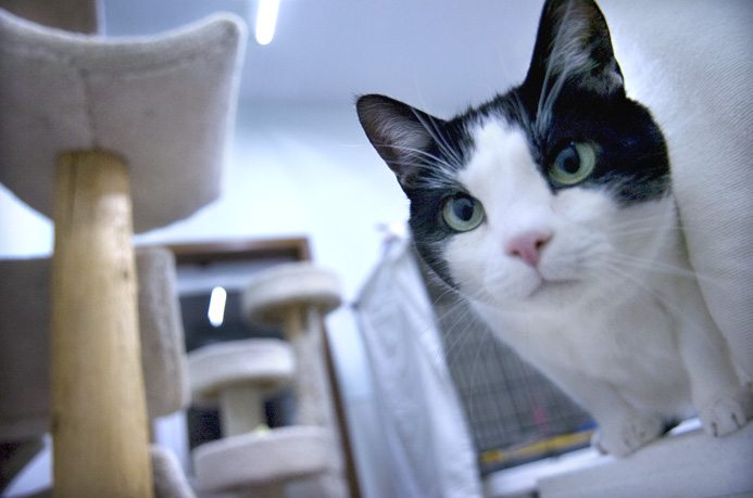 Kelli Cardinal/The Vindicator.Gabe, a black and white Domestic Short Hair, sits on a table Monday night next to one of the cat condos at Second Chance Animal Rescue in Austintown.