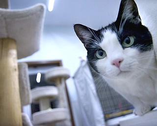Kelli Cardinal/The Vindicator.Gabe, a black and white Domestic Short Hair, sits on a table Monday night next to one of the cat condos at Second Chance Animal Rescue in Austintown.
