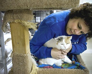 Kelli Cardinal/The Vindicator.Danielle DiLisio, from Warren, pets Crystal, a Dilute Calico, while perched in one of the rooms Monday night at Second Chance Animal Rescue in Austintown.