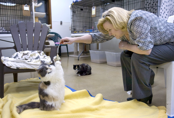 Kelli Cardinal/The Vindicator.Sandi Cestone, from Canfield, plays with Jessica, a Dilute Calico, while deciding on adoption Monday night at Second Chance Animal Rescue in Austintown.  Cestone adopted her last cat from Joann Barrows 14 years ago.