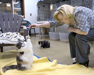 Kelli Cardinal/The Vindicator.Sandi Cestone, from Canfield, plays with Jessica, a Dilute Calico, while deciding on adoption Monday night at Second Chance Animal Rescue in Austintown. Cestone adopted her last cat from Joann Barrows 14 years ago.