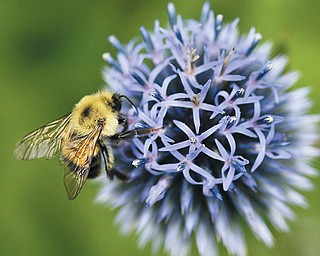 After a long winter, queen bumblebees emerge to lay new colonies