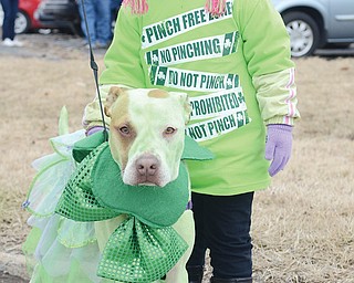 Alli Hromyak, 4, of Boardman and the family dog, Britta, await the start of the parade. Both got decked out in green, and Britta’s owners even dyed her coat for the occasion.