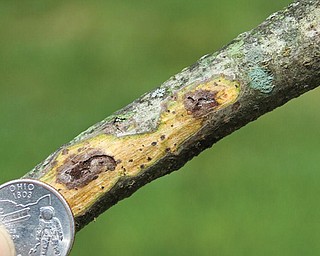 Damage done by the walnut twig beetle is seen above. Below, the beetle is seen on a penny. Note: Photos are not to scale.