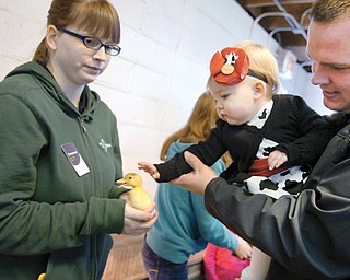 Delorean Jones, left, a MetroParks agriculture educator, holds a duckling for Emilee Ague, 1, of Austintown and her dad, P.J., during Sunday’s farm animal baby shower at Mill Creek MetroParks Farm in Canfield. The duckling arrived Friday.