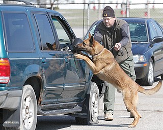 Roger Stafford of the Cortland, N.Y., police department puts his dog, Lummer, through an exercise on how to search a vehicle Wednesday at the Canfield Fairgrounds as part of a school for police dogs and their handlers sponsored by the Mahoning County Sheriff ’s Office and Shallow Creek Kennels. Below, Sumo, a police dog for Boardman police, gets ready to do a search at the event.