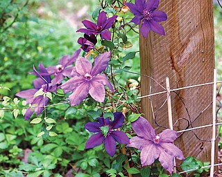 Clematis in New Market, Va. Clematis will flower more profusely and train more readily after being pruned.
