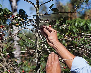 Small coffee producer Hector Perez shows coffee beans damaged by the roya fungus in San Gaspar Vivar, Guatemala. The U.S. government is stepping up efforts to help Central American farmers fight a devastating coffee disease. A fungus called coffee rust already has caused more than $1 billion in damage across the Latin American region. It is especially deadly to Arabica coffee, the bean that makes up most high-end, specialty
coffees.
