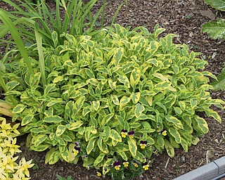 Sage pictured above.