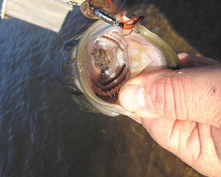 "In the mouth of this bass are the feet of a frog that must have been eaten earlier... And it still was hungry enough to take my lure," said Todd O'Donnell of Leetonia.