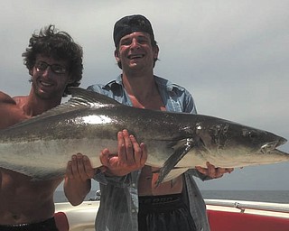 Ed Carisimi and Mark Carrocce, both of Canfield, caught this large cobia 50 miles off Fort Myers.