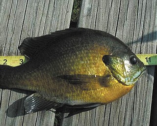 Bob Woychik sent this photo of an 11-inch Ohio Bluegill.