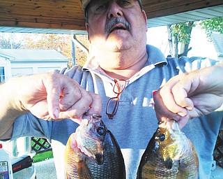 Bob Woychik sent this photo of Ohio Bluegills.