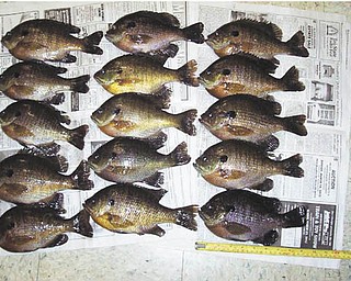 This nice catch of Ohio Bluegills was submitted by Bob Woychik.