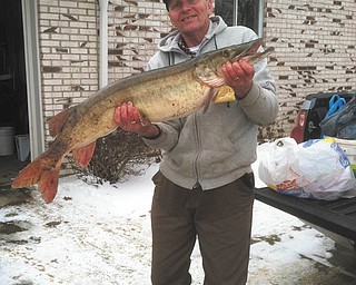 Roger Jenkins of Franklin, Pa., caught this 45-inch muskie on the Allegheny River on Jan. 31. Submitted by his daughter, Wendy Fisher of Boardman.