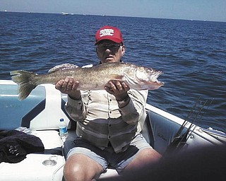Here's a picture of my dad, John Spagnola from Boardman, who caught this 33-inch walleye weighing nine and three quarter pounds while fishing in Conneaut, Ohio. It had 6-inch perch in it's mouth. Sent by Diane Spagnola.