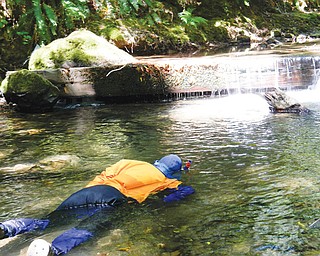 A California Department of Fish and Wildlife diver conducts an underwater survey to count young salmon and steelhead fish in a tributary. Some drought-stricken rivers and streams in Northern California’s coastal forests are
being polluted and sucked dry by water-guzzling medical-marijuana farms, wildlife officials say.