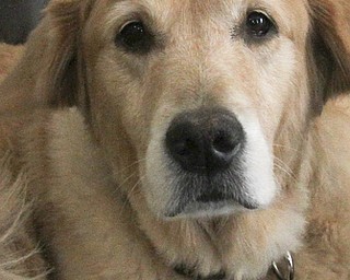 William d Lewis The Vindicator Marley often accompanies her owner Sam Boak to work.