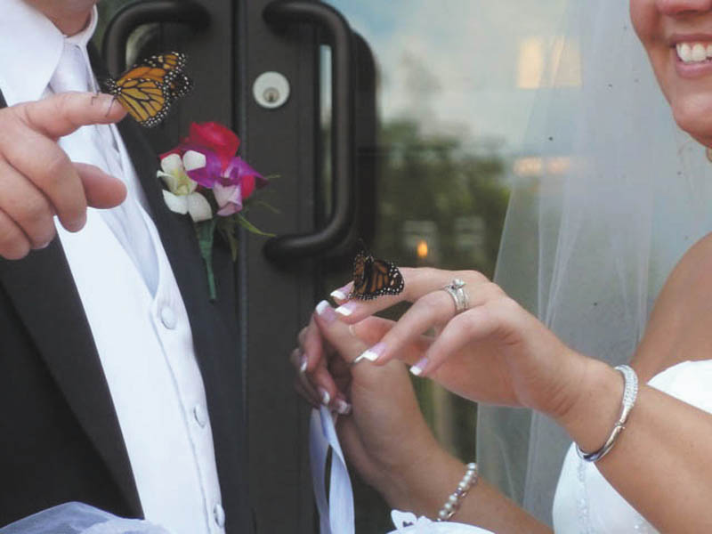 Sue Drotleff of Salem submitted this photo from her daughter's wedding. Melanie Drotleff and Michael Hughes were married July 16, 2011, at Emmanuel Lutheran Church in Salem. Immediately after the ceremony, the couple released monarch butterflies signifying their new life together. Most of the butterflies took off immediately, but two had to be "coaxed out" of the container by Melanie and Mike. The two butterflies perched on their fingers and stayed long enough for pictures followed by a shared kiss by the newlyweds; then the  butterflies flew away. It was beautiful!