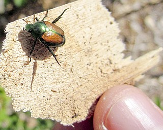 This undated photo provided by he North Dakota Department of Agriculture shows a Japanese beetle.  The beetles have turned up in North Dakota for only the second time in more than half a century, but officials do not believe it has anything to do with extreme drought in states where the destructive pests are more prevalent.