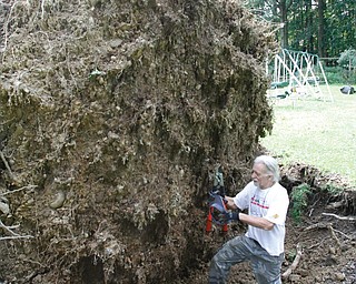 Bill Majernik, a resident of McCarty Drive in Canfield for more than 45 years, examines an oak tree that fell on his neighbor’s property. The tree was one of many that fell during a tornado that touched down Tuesday afternoon in Canfield and Ellsworth Township. 
