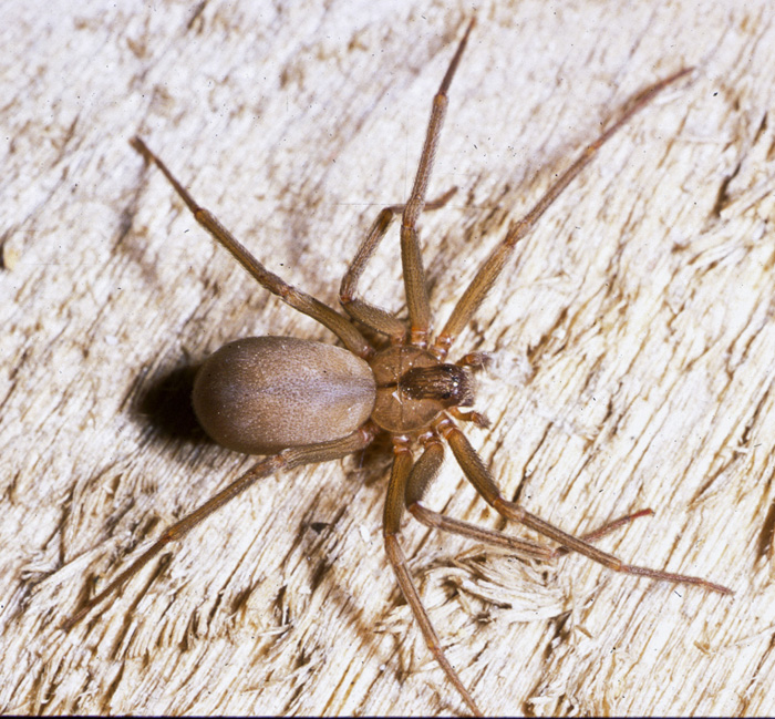 This undated photo provided and taken by Rick Vetter, shows a brown recluse spider (AP Photo/Rick Vetter). 