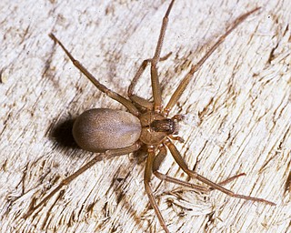 This undated photo provided and taken by Rick Vetter, shows a brown recluse spider (AP Photo/Rick Vetter). 