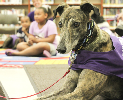 Sparky, a six-year-old Greyhound, was one of the seven dogs from K-9's for Compassion, a Pet Partners affiliate, that greeted guests at the Brownlee Woods branch of the Public Library of Youngstown on Saturday afternoon.   Dustin Livesay  |   The Vindicator 7/19/14  Youngstown.