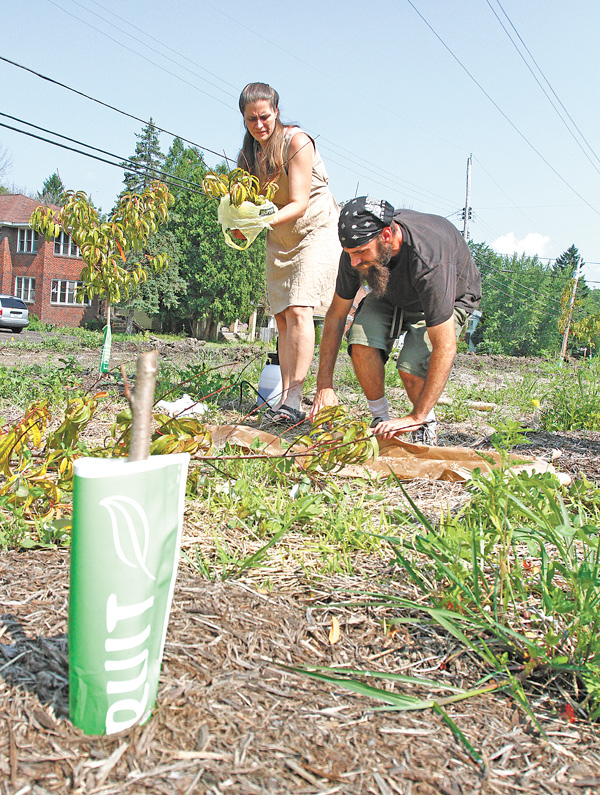 Dray Perkins, right, an urban farmer who lives on the North Side, and Jean Honsinger inspect the damage that was done at the Food Forest on the corner of Hillman Street and Auburndale Avenue on the South Side. Vandals cut down a bunch of young fruit trees. Perkins said he is taking clippings from the trees and will try to regrow them.