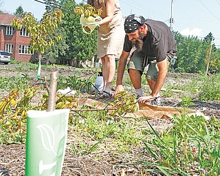 Dray Perkins, right, an urban farmer who lives on the North Side, and Jean Honsinger inspect the damage that was done at the Food Forest on the corner of Hillman Street and Auburndale Avenue on the South Side. Vandals cut down a bunch of young fruit trees. Perkins said he is taking clippings from the trees and will try to regrow them.