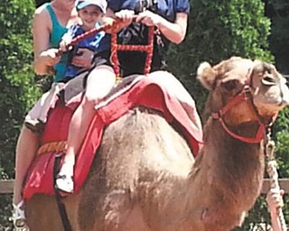Tara Cioffi was enjoying the summer riding a camel at the Cleveland Zoo with her nephew and soon to be sister-in-law! It was on her bucket list - so we rode together for my birthday! Tara Cioffi, Austintown and Mason Getz and Jen Ludke, both of Green Bay, Wis. Submitted by Tara Cioffi.
