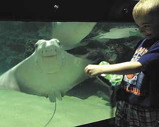 Is the stingray actually smiling at Brendan?