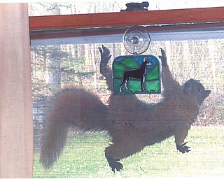 Hanging 20 for Climber, the squirrel, summer fun means window screen surfing. Sent by Doxie Damico of Austintown.