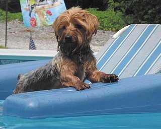 Rodney Siembieda of Youngstown is enjoying his day in the pool on his favorite raft. The photo was taken by his mommy and daddy, Dana and John Siembieda. Sent by Dana.